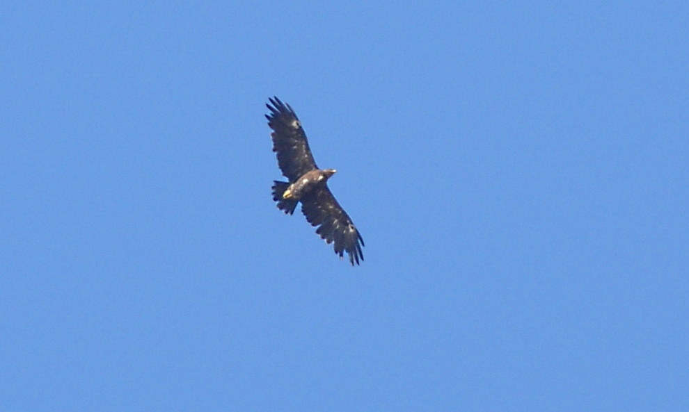 aquila anatraia maggiore